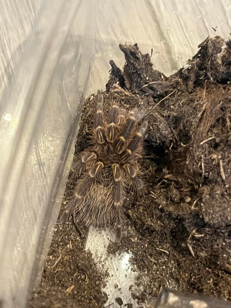 Grammostola pulchripes, Dieren en Toebehoren, Insecten en Spinnen, Spin of Schorpioen