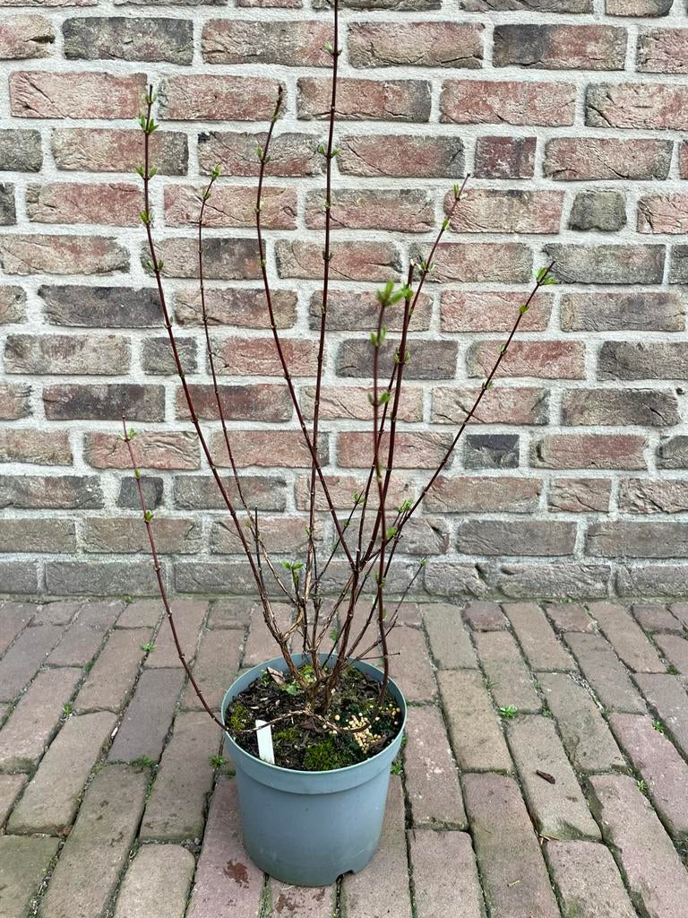 Boerenjasmijn, Tuin en Terras, Planten | Tuinplanten, Volle zon, Vaste plant, Zomer, Ophalen