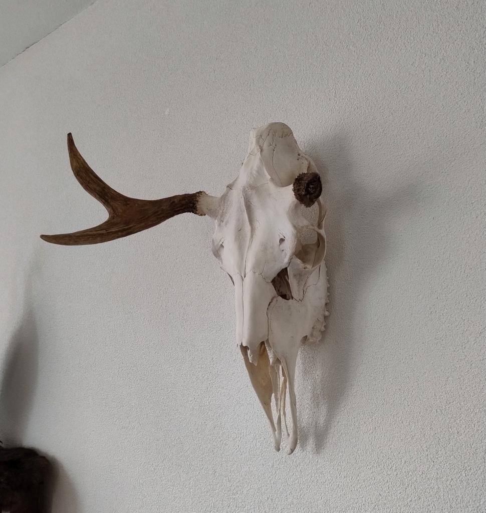 Abnormale eland schedel gewei elandgewei, Verzamelen, Dierenverzamelingen, Ophalen, Zo goed als nieuw, Hert, Schedel