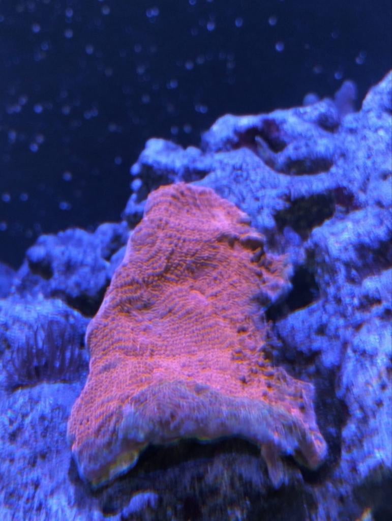 Chalice ultra red koraal plaat, Ophalen, Nieuw, Plant(en), Steen of Hout