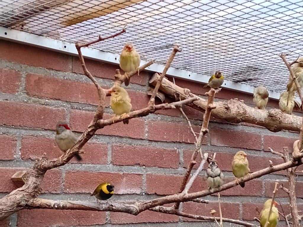 Cubavink man, Mannelijk, Geringd