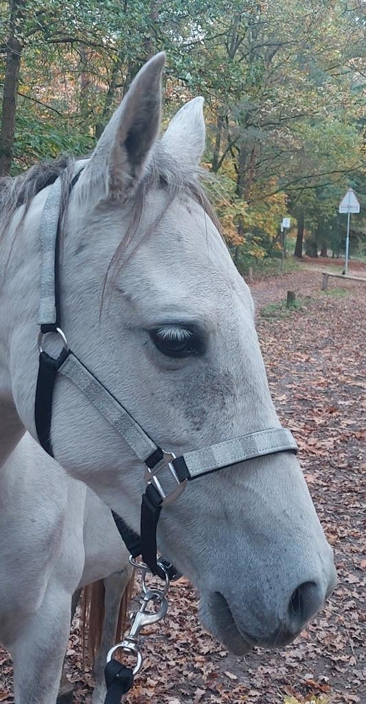 Halster te koop, Ophalen of Verzenden, Zo goed als nieuw, Overige soorten