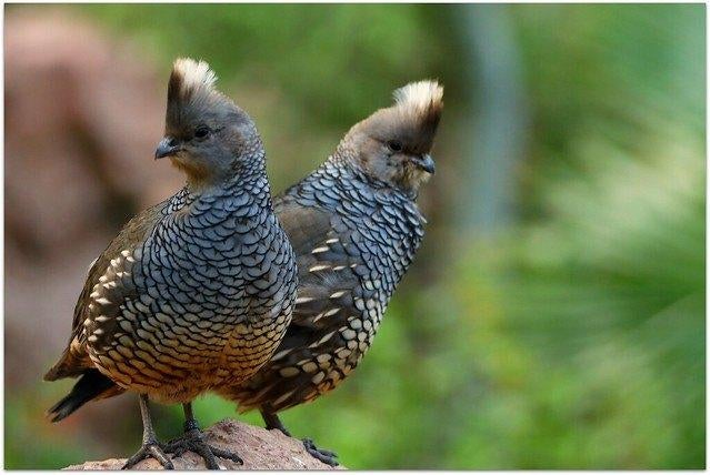 Blauwschubben Kwartel, Dieren en Toebehoren, Meerdere dieren, Geringd