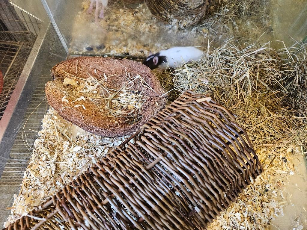 Rattus norvegicus Kleur Rat, Januari, Meerdere dieren, Rat