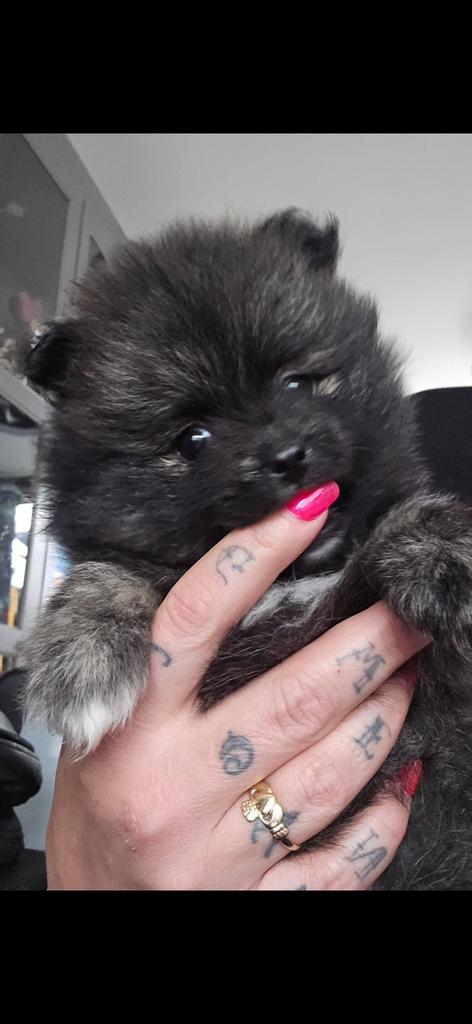 2 teefjes 100% pomeriaan, Parvo, Overige rassen, 8 tot 15 weken, Meerdere