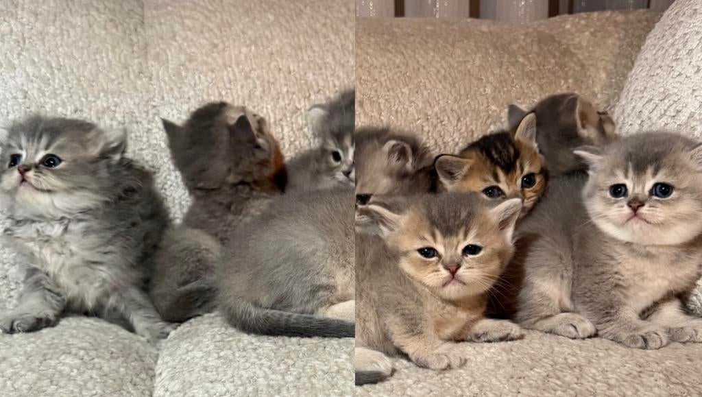 BRITSE KORTHAAR kittens zoeken een liefdevol thuis, Dieren en Toebehoren, Katten en Kittens | Raskatten | Korthaar, Meerdere dieren