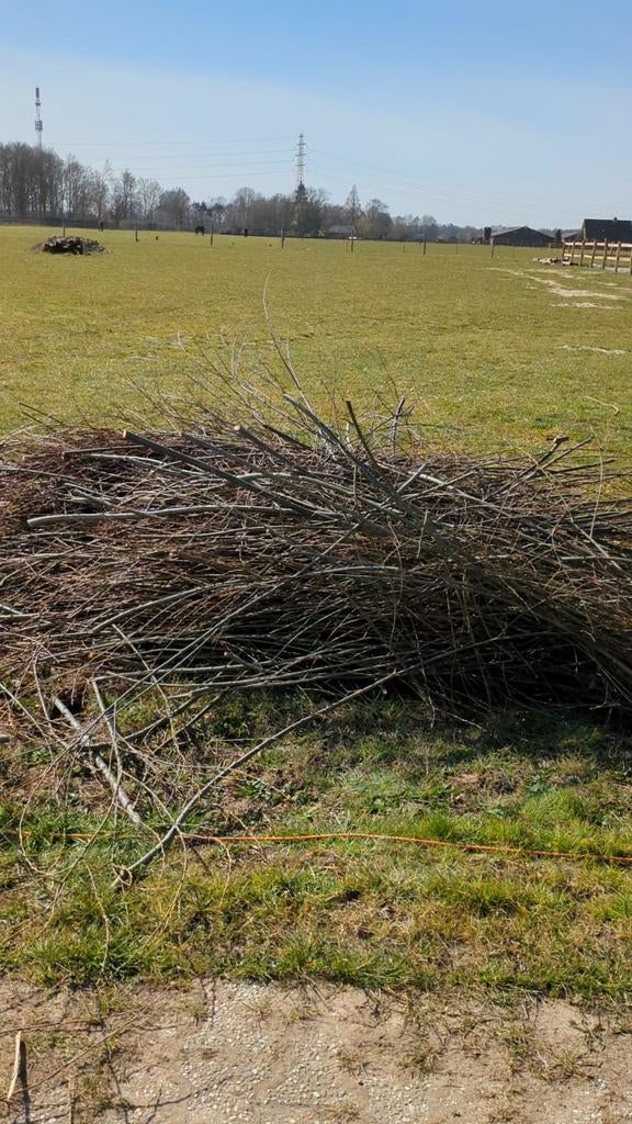 Gezocht gratis wilgentakken, Tuin en Terras, Planten | Bomen, Ophalen
