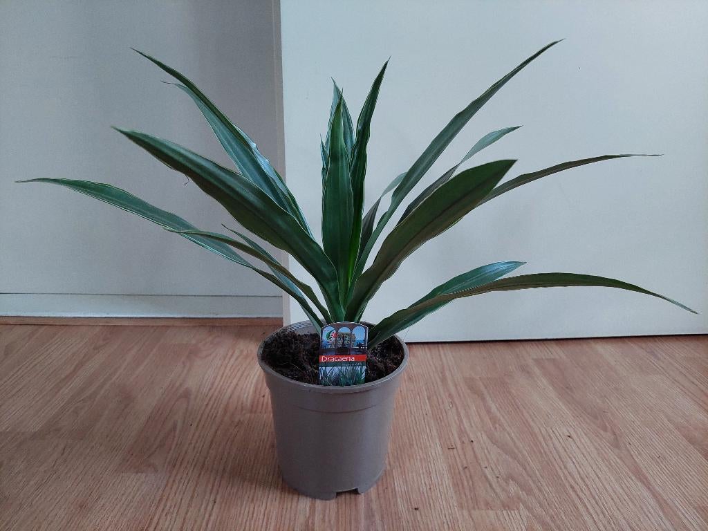 Dracaena Warneckei - Dracaena / Drakenbloedboom H: 45 cm., Ophalen, Overige soorten, Halfschaduw, Minder dan 100 cm