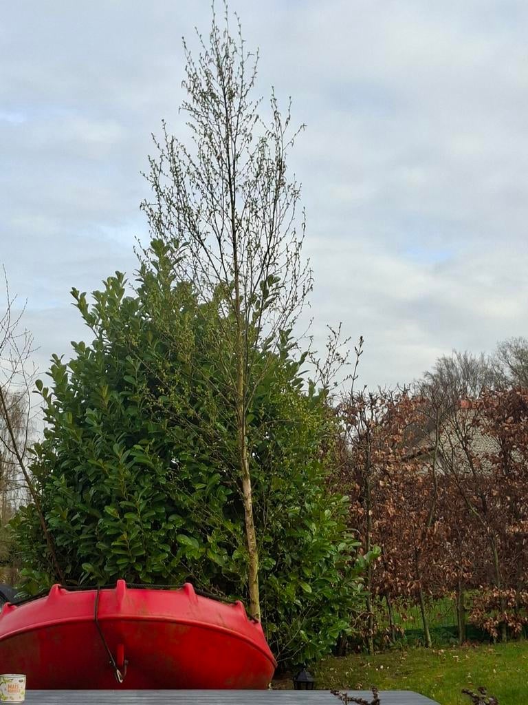 Mooie Berkenboom van 4.5 meter hoog, Ophalen, Overige soorten, 400 cm of meer