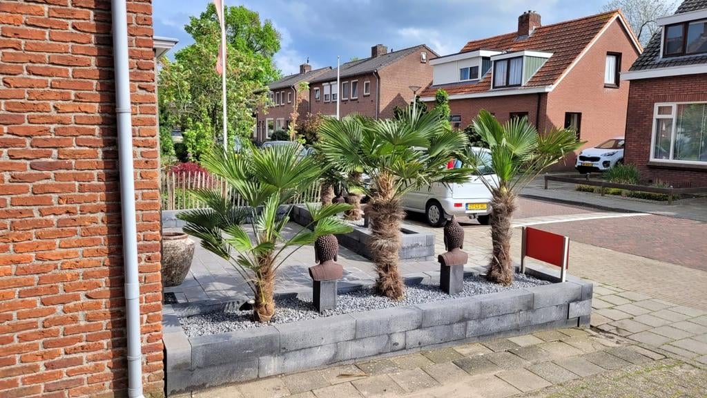 Palmboom, Olijfboom, Bamboe, Yucca's 1e en 2e paasdag open, Tuin en Terras, Planten | Tuinplanten, Ophalen of Verzenden, Bloeit niet