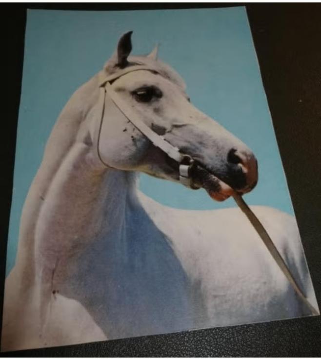 Paarden - Schimmel - Witkop, Verzenden, 1980 tot heden, Ongelopen, Paard