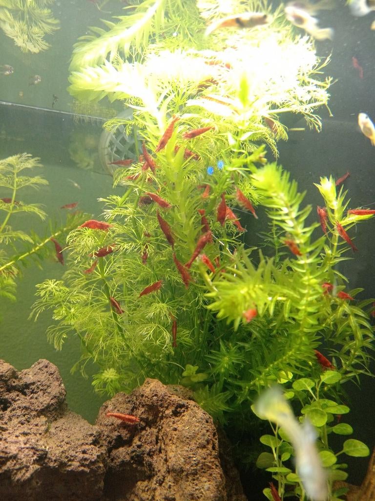 Vuurgarnalen, Dieren en Toebehoren, Vissen | Aquaria en Toebehoren, Ophalen, Nieuw, Overige typen