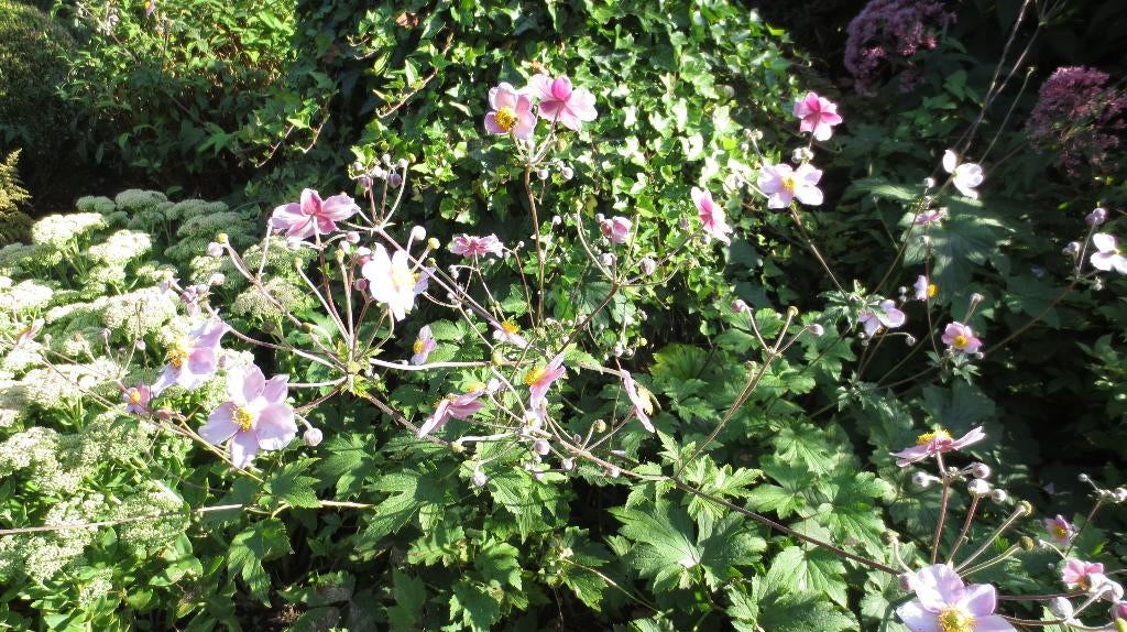 Roze anemoon, Japanse anemoon, Anemone Elegans, Overige soorten, Vaste plant, Ophalen of Verzenden, Halfschaduw