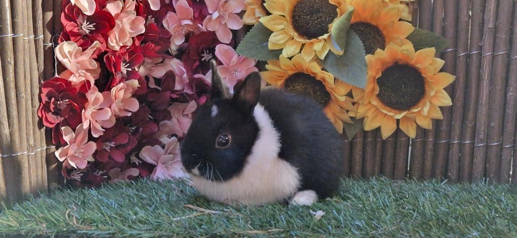 Jonge lieve dwergkonijn(en), ruime keus (kleurdwerg/minilop), Dieren en Toebehoren, Konijnen, Meerdere dieren, Dwerg