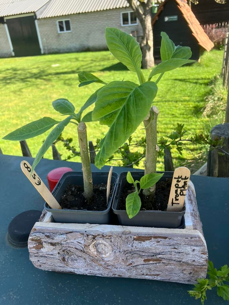 Mooie Trompetplanten., Tuin en Terras, Volle zon, Vaste plant, Zomer, Ophalen