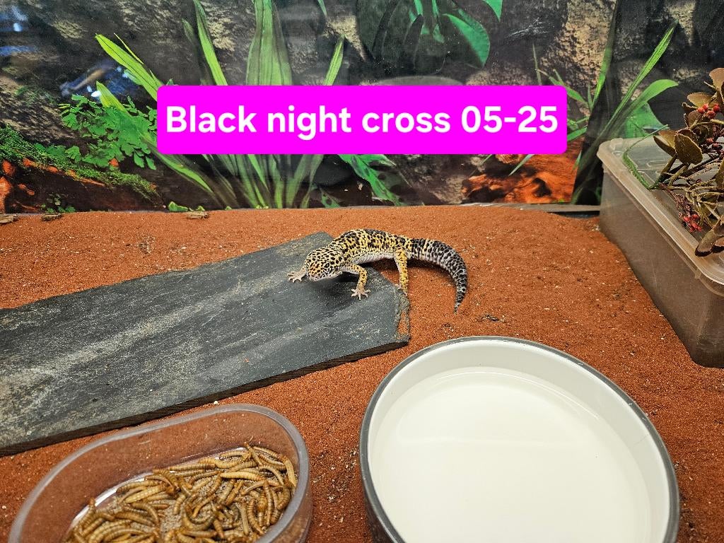 Eublepharis macularius Luipaardgekko Leopard Gecko - female for sale from TerShop