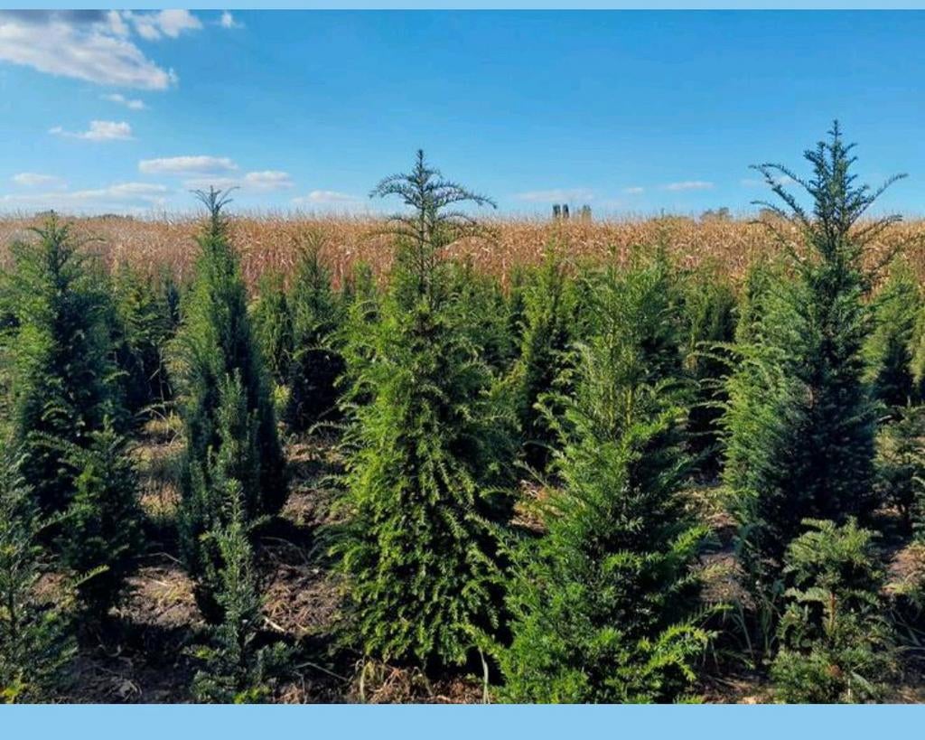 Taxus baccata, Ophalen of Verzenden, Taxus, Haag, 100 tot 250 cm