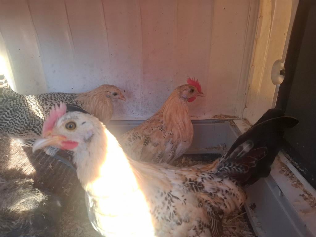 Jong haantje friese hoen, Dieren en Toebehoren, Mannelijk, Kip