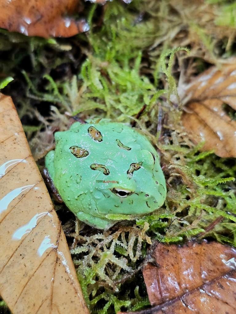 Verschillende pacman-kikkers beschikbaar ‼️, Amfibie, Met terrarium, 0 tot 2 jaar