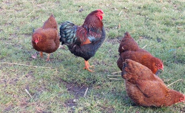 Kuikens Wyandotte kriel roodpatrijs te koop van 29-3, Dieren en Toebehoren, Pluimvee, Geslacht onbekend, Kip
