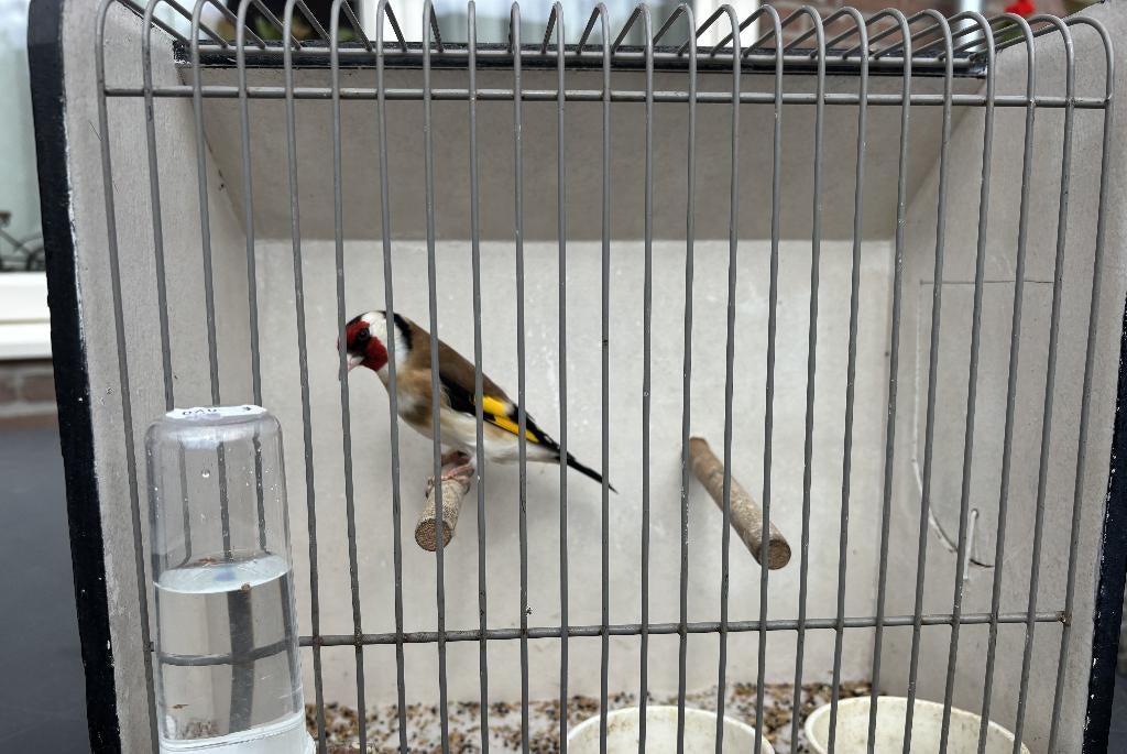 Major Putter man, Mannelijk, Wildzangvogel, Geringd