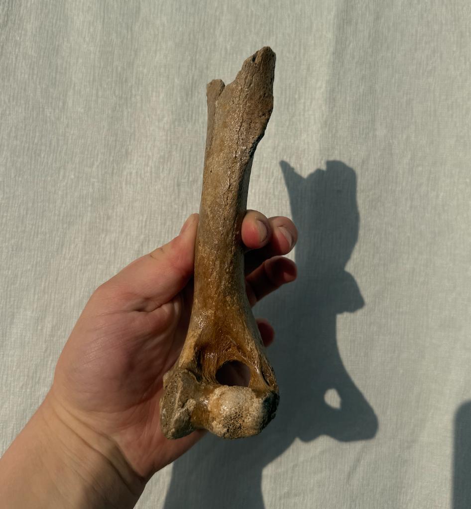 Humerus Hyena Noordzee, Ophalen of Verzenden, Fossiel