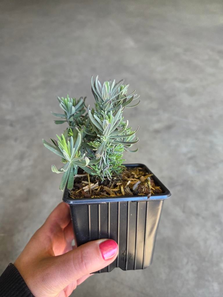 Lavendel ‘Hidcote’ P9 – Sterke, compacte lavendel, Volle zon, Vaste plant, Zomer, Ophalen