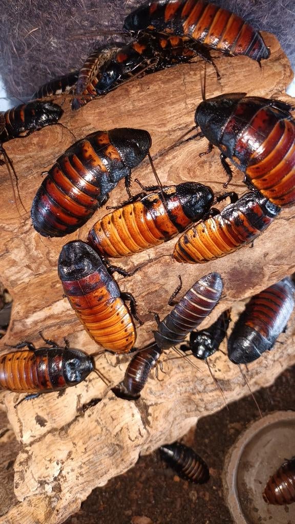 Sissende kakkerlakken te koop