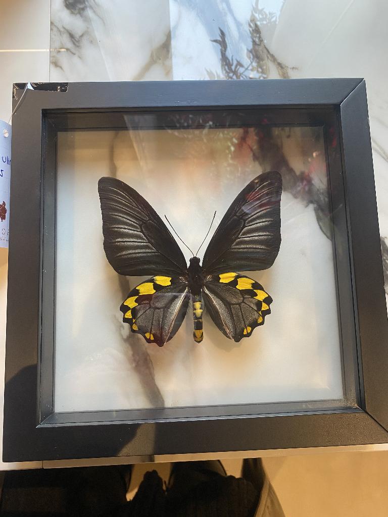 Opgezette vlinder in lijst, Ophalen of Verzenden, Nieuw, Insect, Opgezet dier