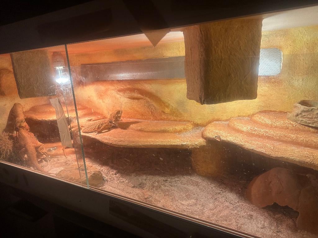 Baardegamen met Terrarium dit weekend ophalen, Ophalen, Zo goed als nieuw, Terrarium of Paludarium