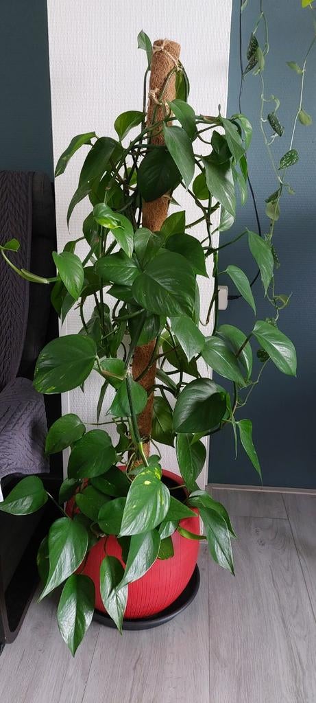 Philodendron, Huis en Inrichting, Kamerplanten, Ophalen, Halfschaduw, Minder dan 100 cm