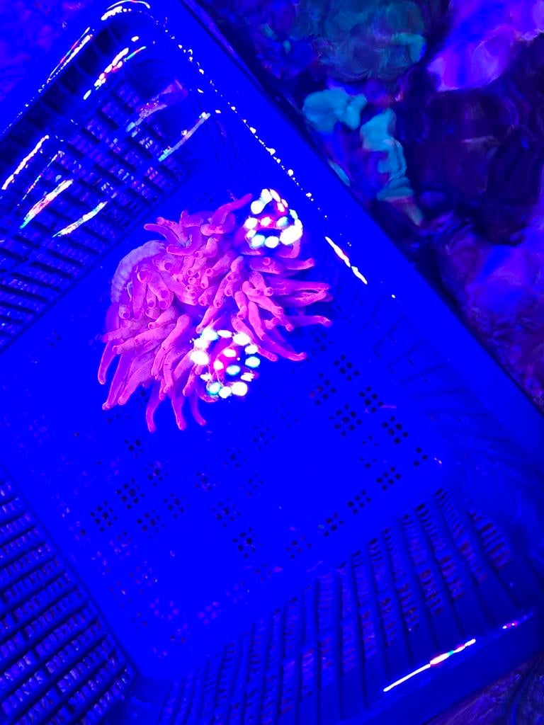 Rode sunburst anemoon zeeaquarium, Dieren en Toebehoren, Overige typen