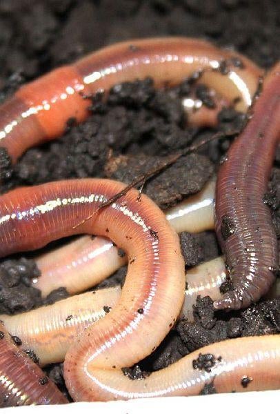 casters, maden, wormen, dauwpieren etc evt per post, Ophalen of Verzenden, Nieuw, Kleding