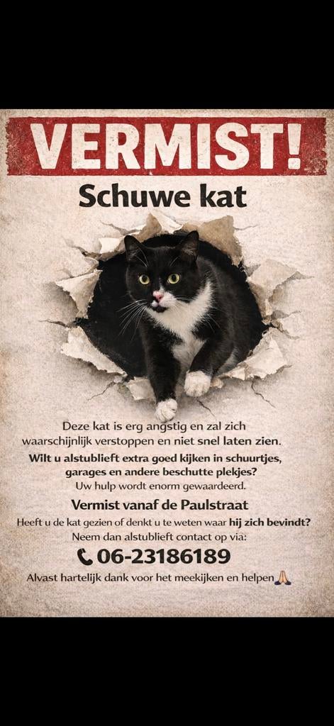 Vermist kat ( Slijk-Ewijk), Kat