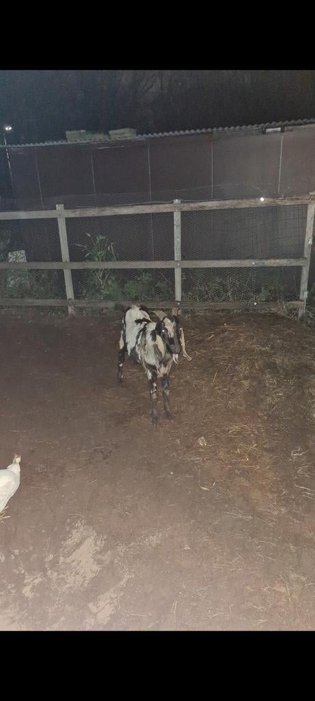 Mooie jonge nubische maanvlek dekbok te huur, Mannelijk, Geit, 0 tot 2 jaar