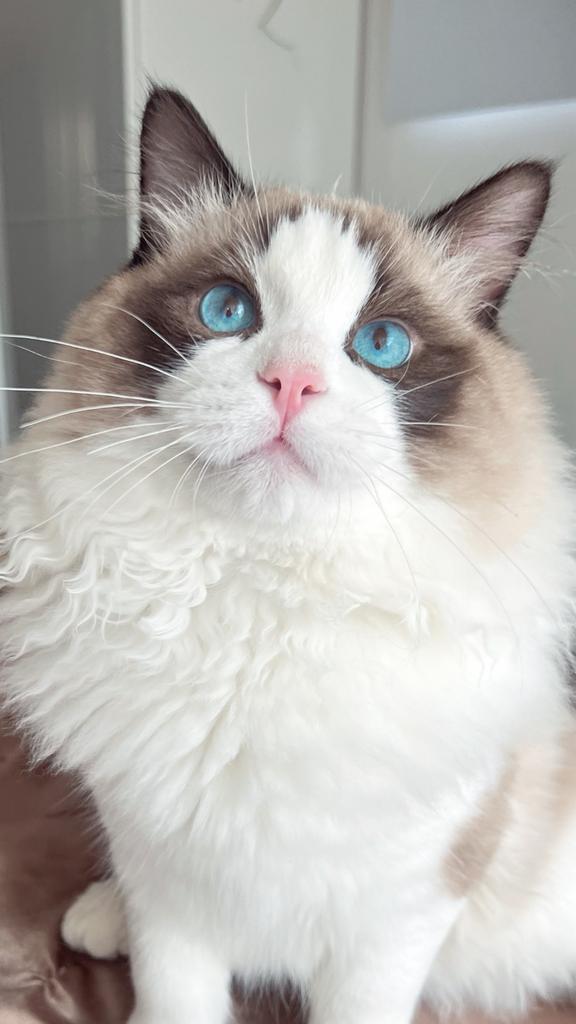 Ragdoll Bicolour seal point Dekkater met stamboom, Dieren en Toebehoren, Katten en Kittens | Dekkaters, 0 tot 2 jaar