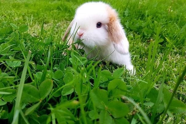 Diverse minilops dwergkonijnen konijnen dwerg konijn ️ ❤️, Dieren en Toebehoren, Konijnen, Meerdere dieren, Dwerg, Hangoor, 0 tot 2 jaar