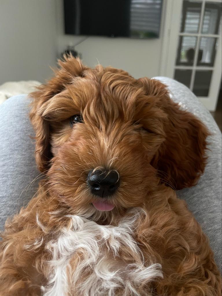 Autralian Labradoodle medium pups + stamboom verwacht 17-04, Overige rassen, Parvo, Meerdere, Meerdere dieren