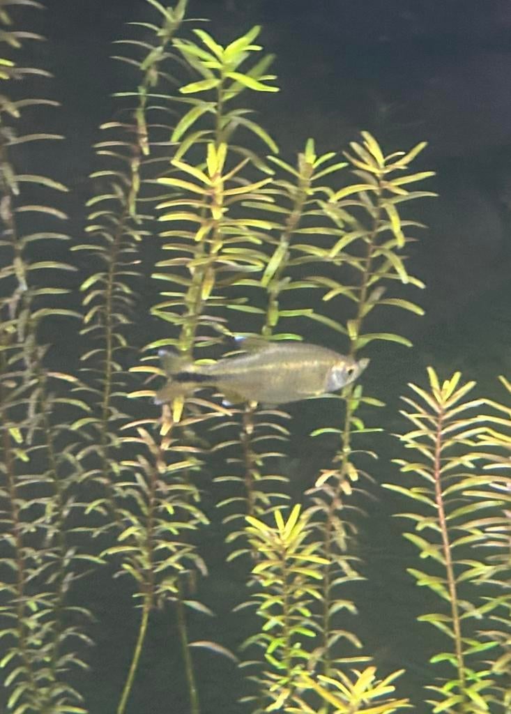 3 koperzalmpjes, Vis