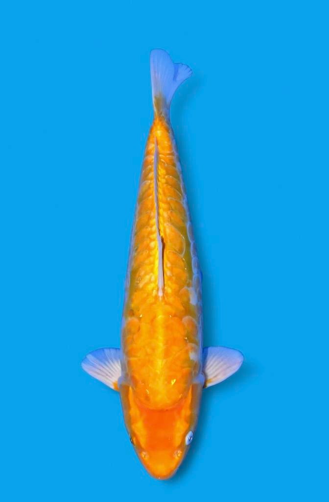 Aragoke wildschub koi japanse koi karper doitsu heeschkoi, Karper of Koi