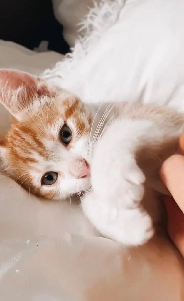 Gratis kitten kater 8 weken oud, Dieren en Toebehoren, Katten en Kittens | Raskatten | Langhaar, Kater