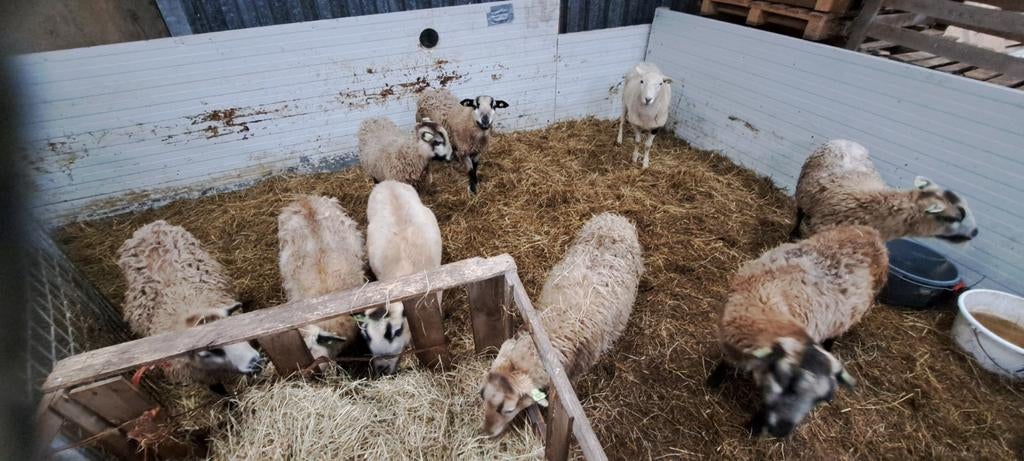 9 maasduinen ooilammeren van 2025, Vrouwelijk, Schaap, 0 tot 2 jaar