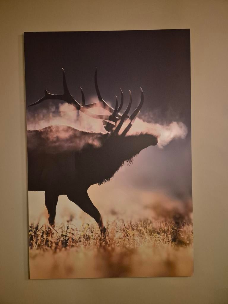 Kunst schilderij plaat hert 80x120cm, Antiek en Kunst, Ophalen