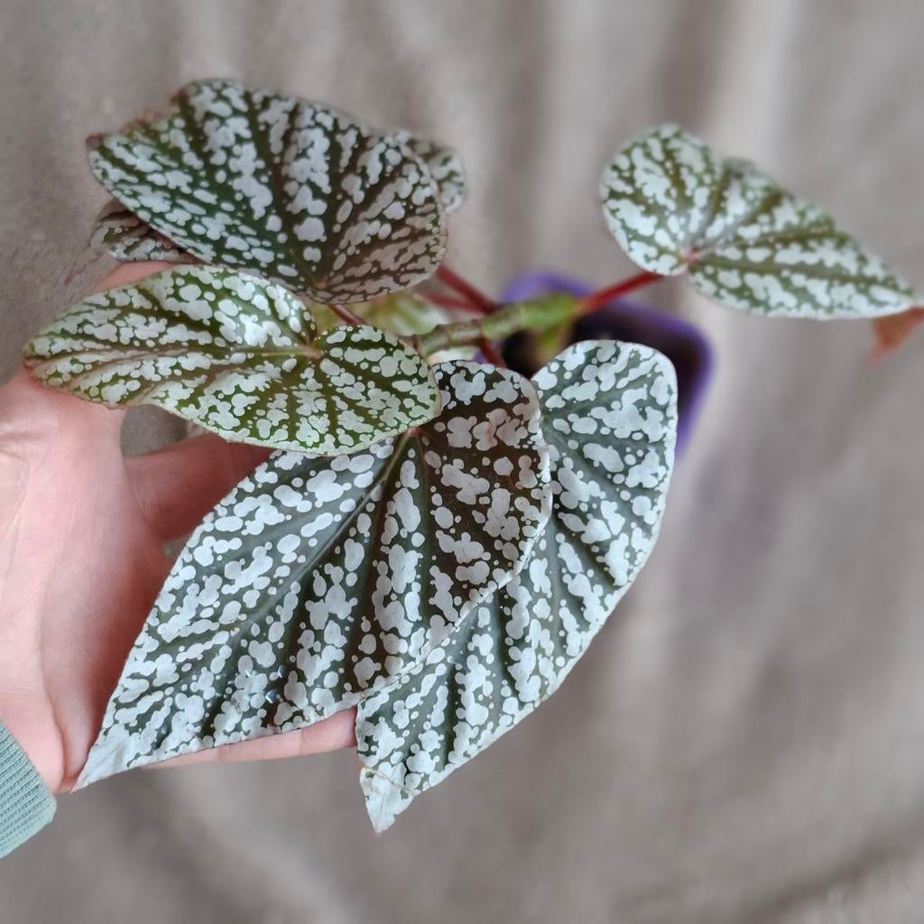 Begonia Snowcap plant, Ophalen of Verzenden, Overige materialen