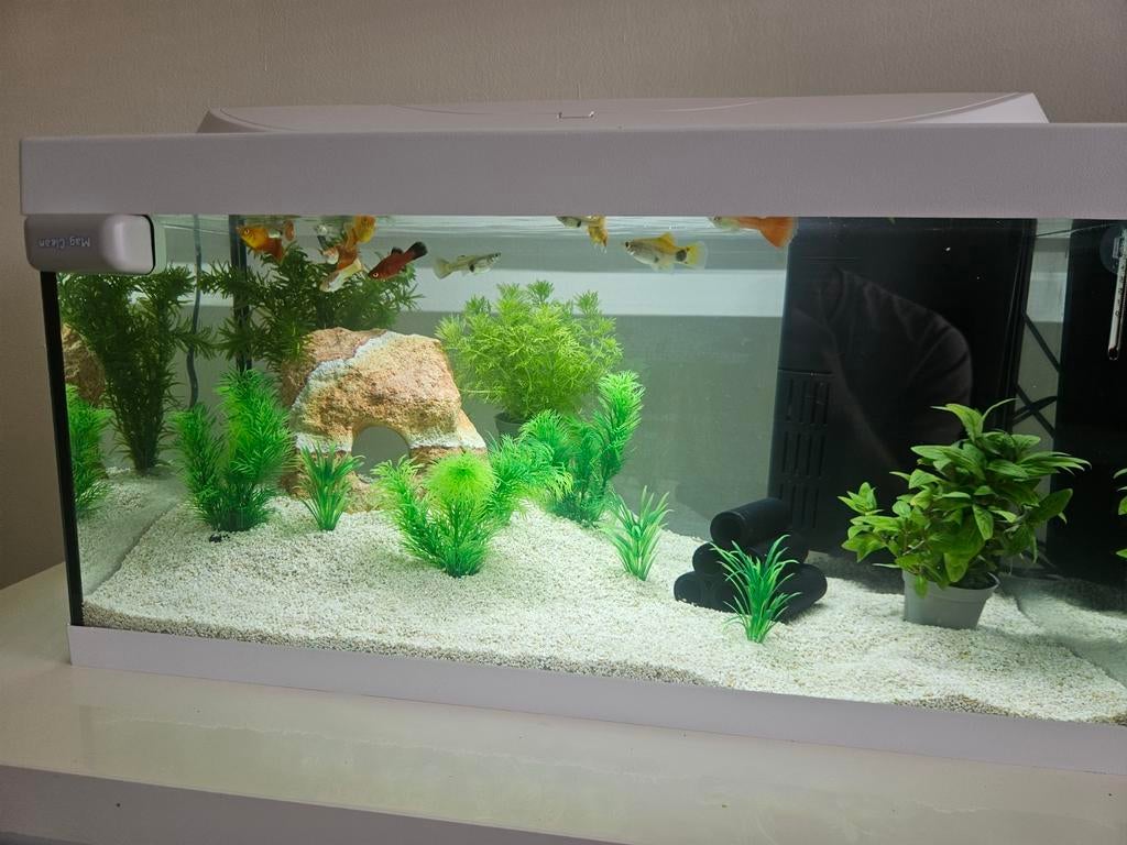 Aquarium tetra starterline, Dieren en Toebehoren, Vissen | Aquaria en Toebehoren, Ophalen, Zo goed als nieuw, Gevuld zoetwateraquarium