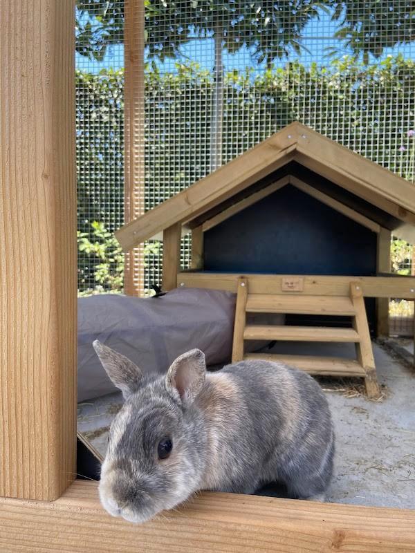 Konijnenhok Hooiberg Mees XL, 110 cm of meer, Nieuw, Ophalen of Verzenden, 90 cm of meer
