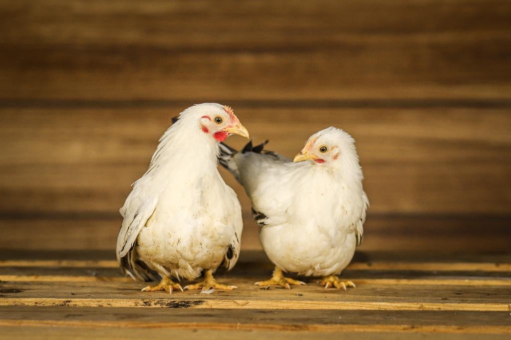 Chabo krielkip | Kleine, lieve kippen | Deskundig advies, Vrouwelijk, Kip