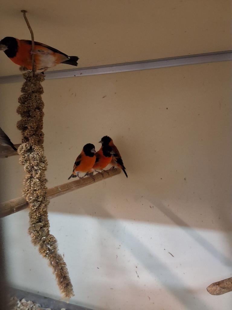 Kapoetsen sijs poppen en mannen koppels natuurbroed, Mannelijk, Geringd