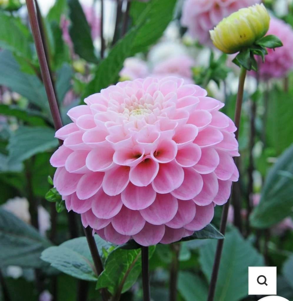 Dahlia knollen Wizzard of oz, Ophalen, Voorjaar, Volle zon, Knol