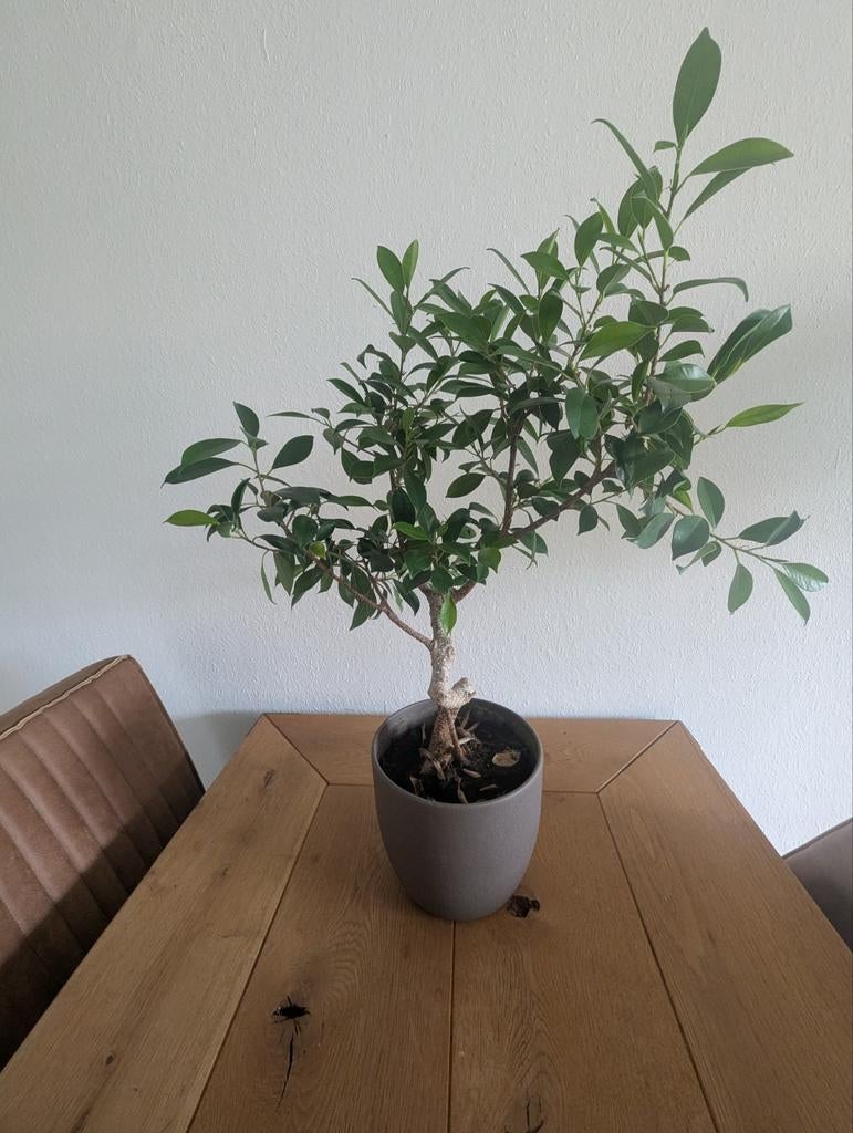 Prachtige Bonsai Boom - Ficus Microcarpa Ginseng, Ophalen, Bloeit niet, Overige soorten, Halfschaduw